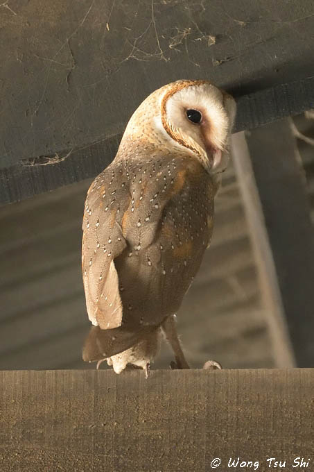 <i>(Tyto alba javanica)</i><br /> Barn Owl