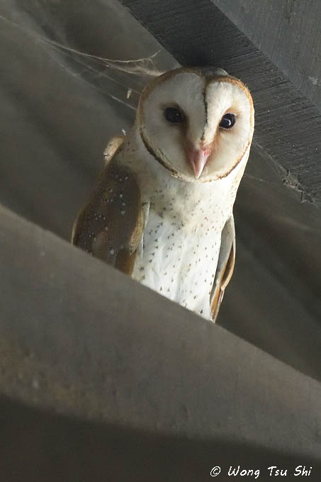 <i>(Tyto alba javanica)</i><br /> Barn Owl