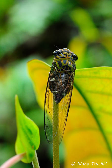<i>(</i>Cicadidae, <i>Chremistica biloba)</i><br />True Cicada