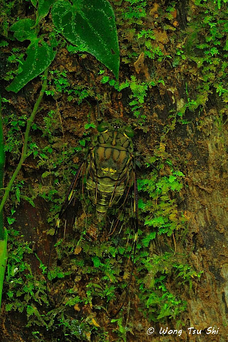 <i>(</i>Cicadidae, <i>Maua sp.)[I]</i><br />Typical Cicada