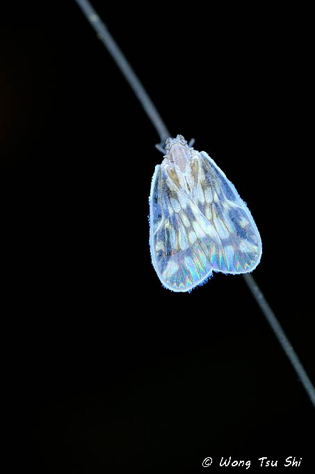 <i>(</i>Cixiidae, <i>Borysthenes sp.)[A]</i><br /> Planthopper