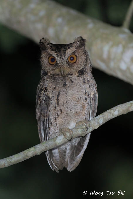 <i>(Otus lempiji lemurum)</i> <br /> Collared Scops Owl