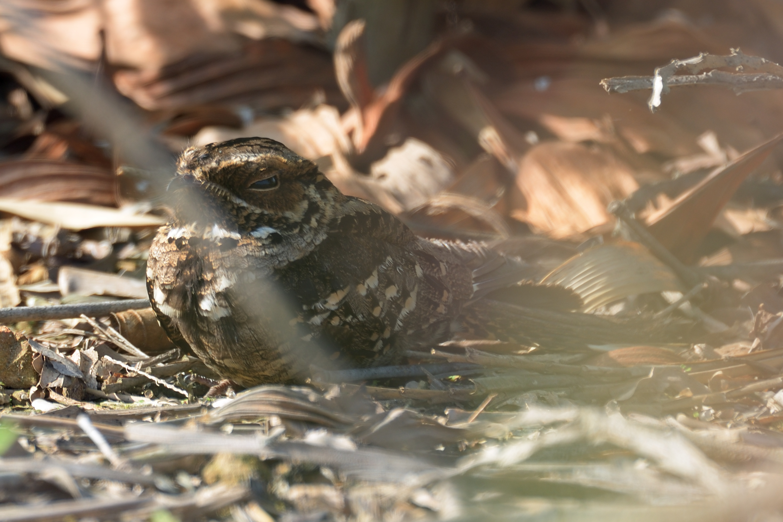 <i>(Caprimulgus macrurus)</i><br /> Large-tailed Nightjar