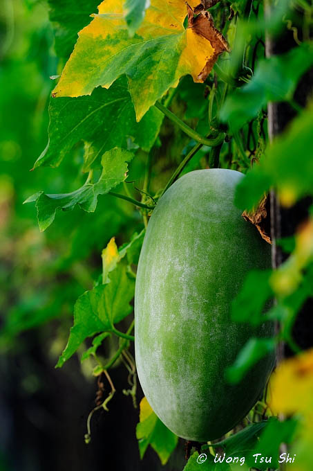 <i>(Benincasa hispida)</i><br /> Winter Gourd