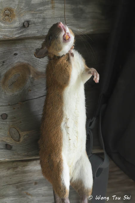 <i>(Leopoldamys sabanus)</i><br /> Sabah Giant Rat