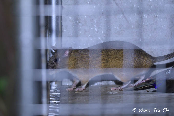 <i>(Leopoldamys sabanus)</i><br /> Sabah Giant Rat