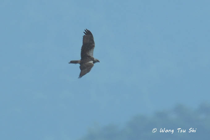 <i>(Circus spilonotus)</i><br /> Eastern Marsh Harrier