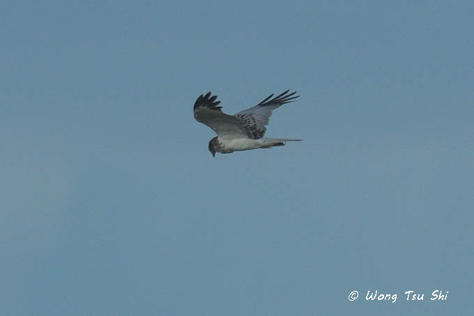 <i>(Circus spilonotus)</i><br /> Eastern Marsh Harrier