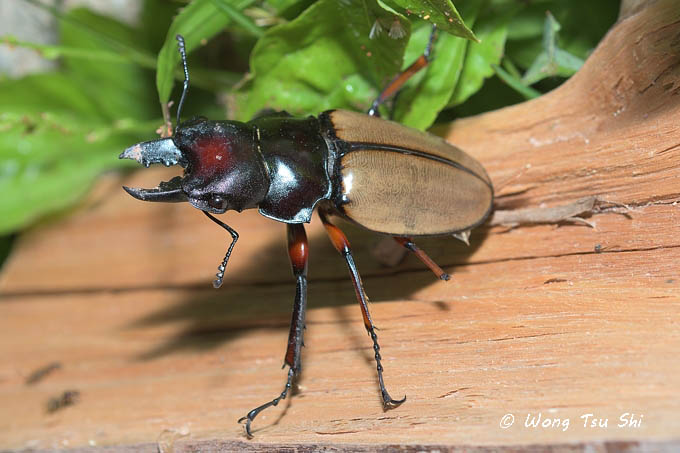 <i>(</i>Lucanidae, <i>Odontolabis femoralis waterstradti)</i><br />Stag Beetle