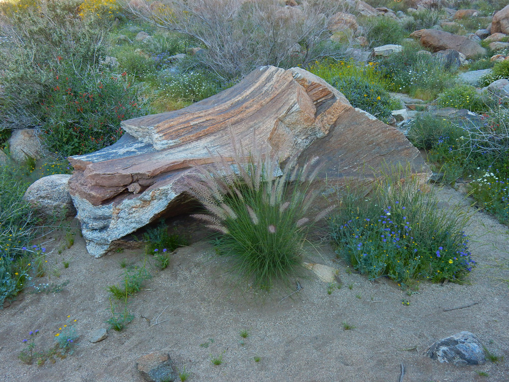 DSCN2065-PalmCanyon.jpg