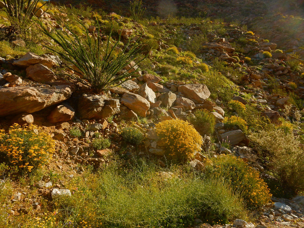 DSCN2079-PalmCanyon.jpg