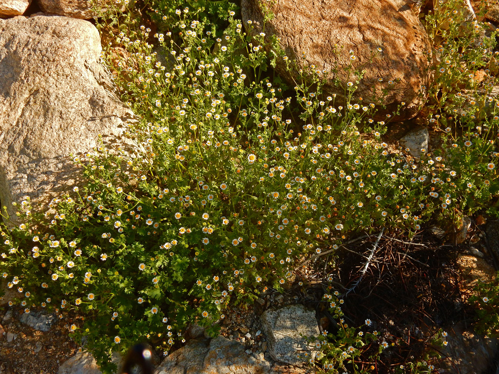 DSCN2081-PalmCanyon-RockDaisies.jpg