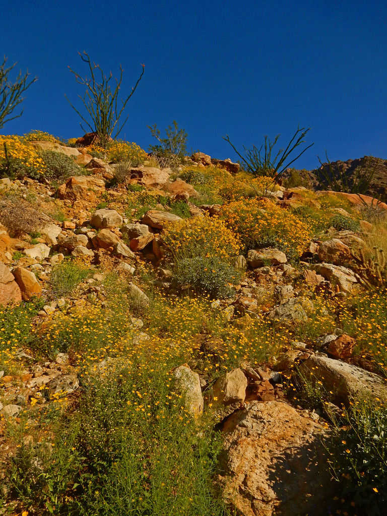 DSCN2083-PalmCanyon.jpg