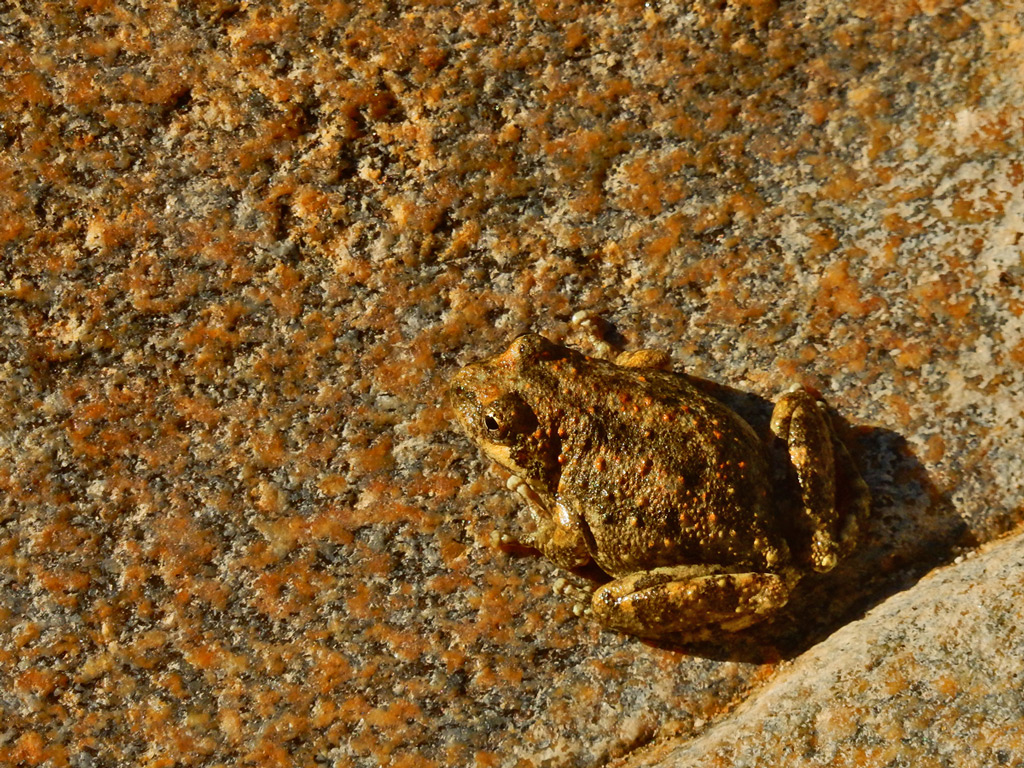 DSCN2099-PalmCanyonFrog.jpg