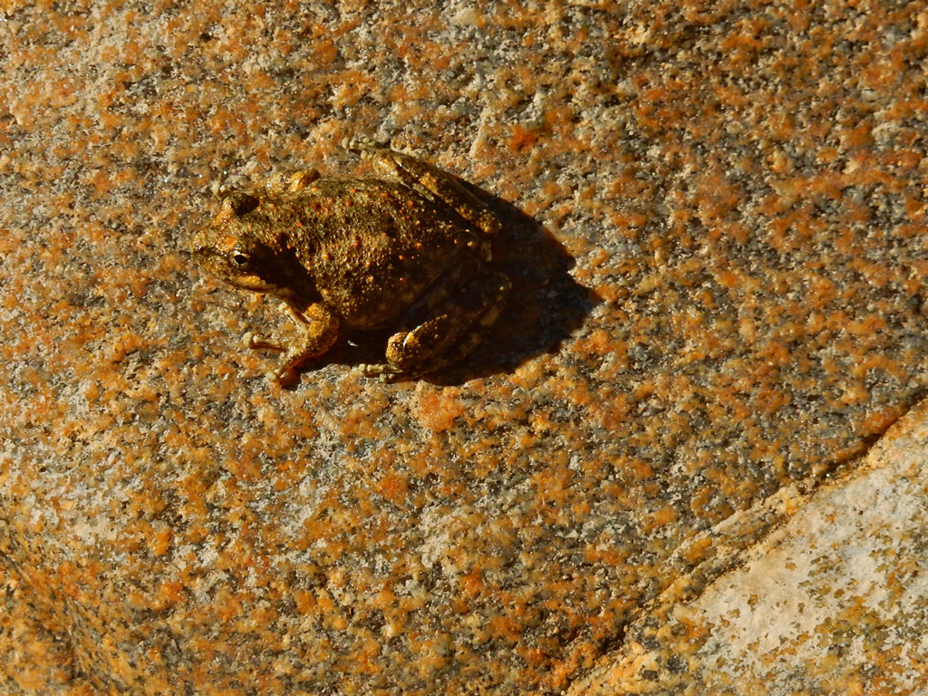 DSCN2100-PalmCanyonFrog.jpg