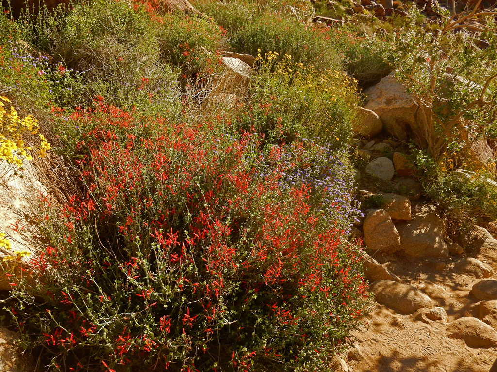 DSCN2110-PalmCanyon-Chuparosa.jpg