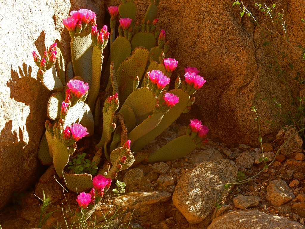 DSCN2112-PalmCanyon-CactusBlooms.jpg