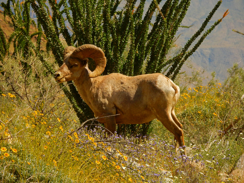 DSCN2179-BigHornSheep.jpg