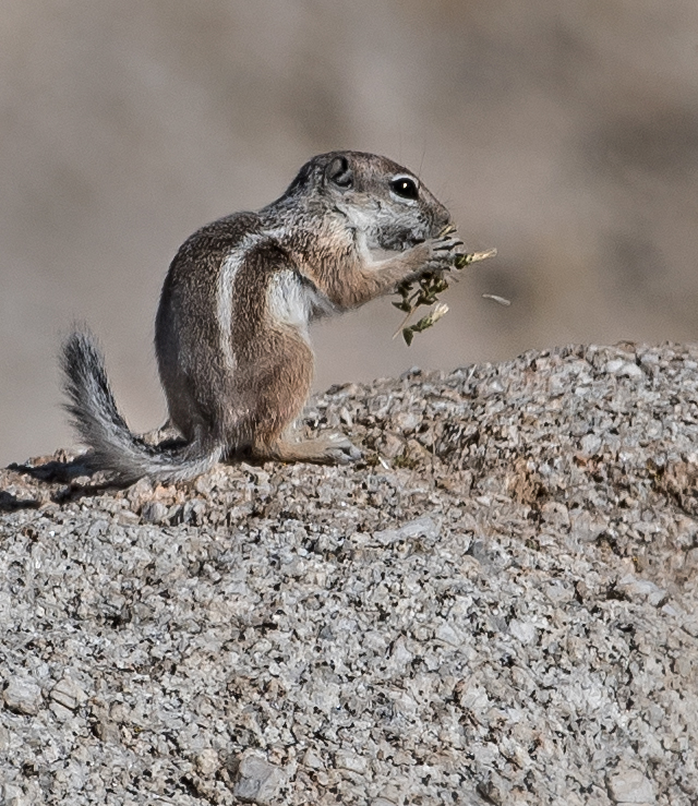 DSC_2409a_2.jpg