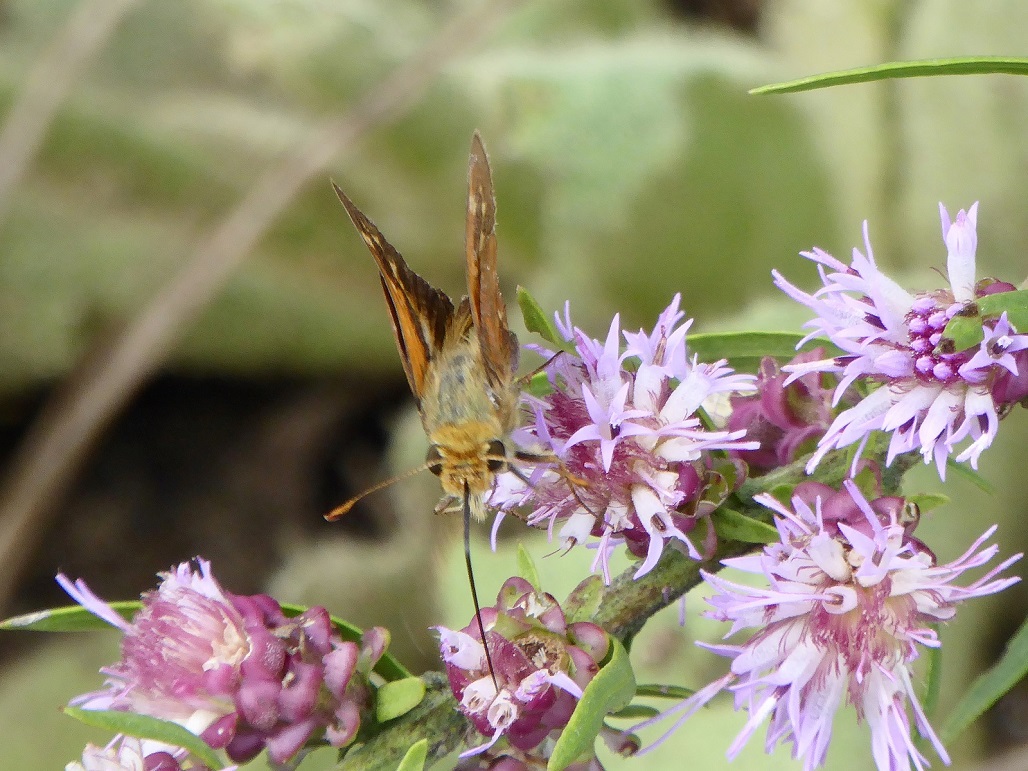 Leonards skipper Spring Green Preserve WI 2016-09-10 
