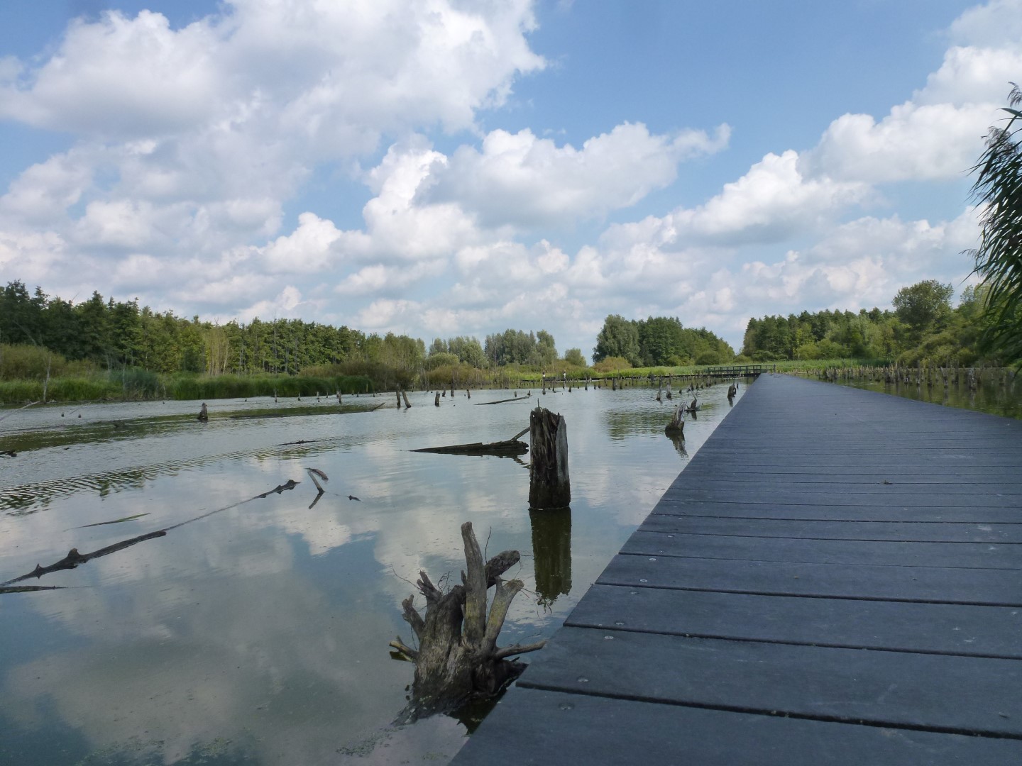 Het verdronken bos
