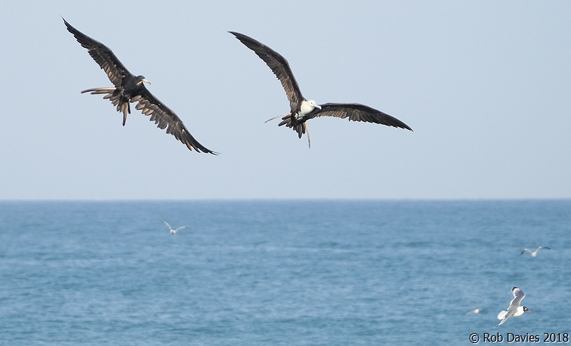 Frigate Bird