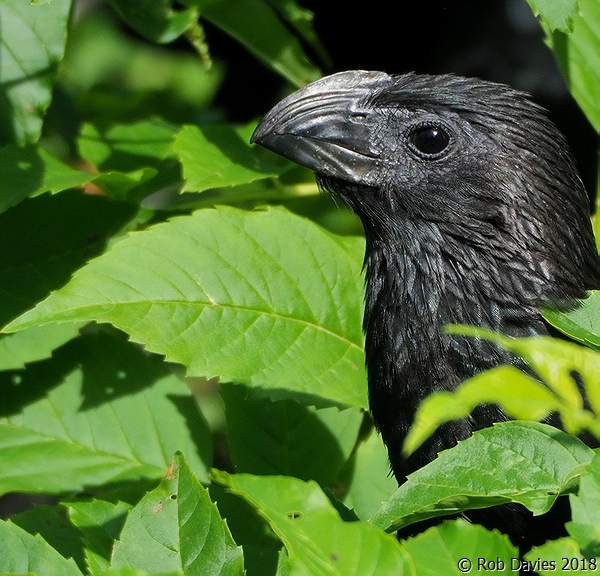 Grove-billed Ani