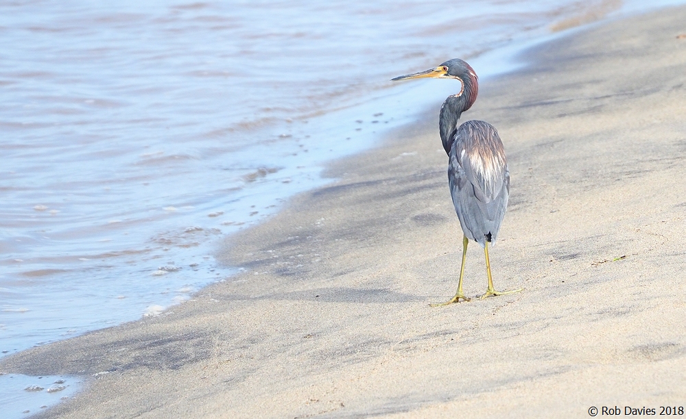 Tri-colored Heron