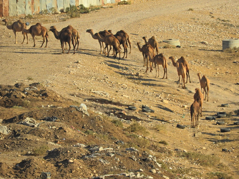 Camels heading to their pen 30 Oct, 17