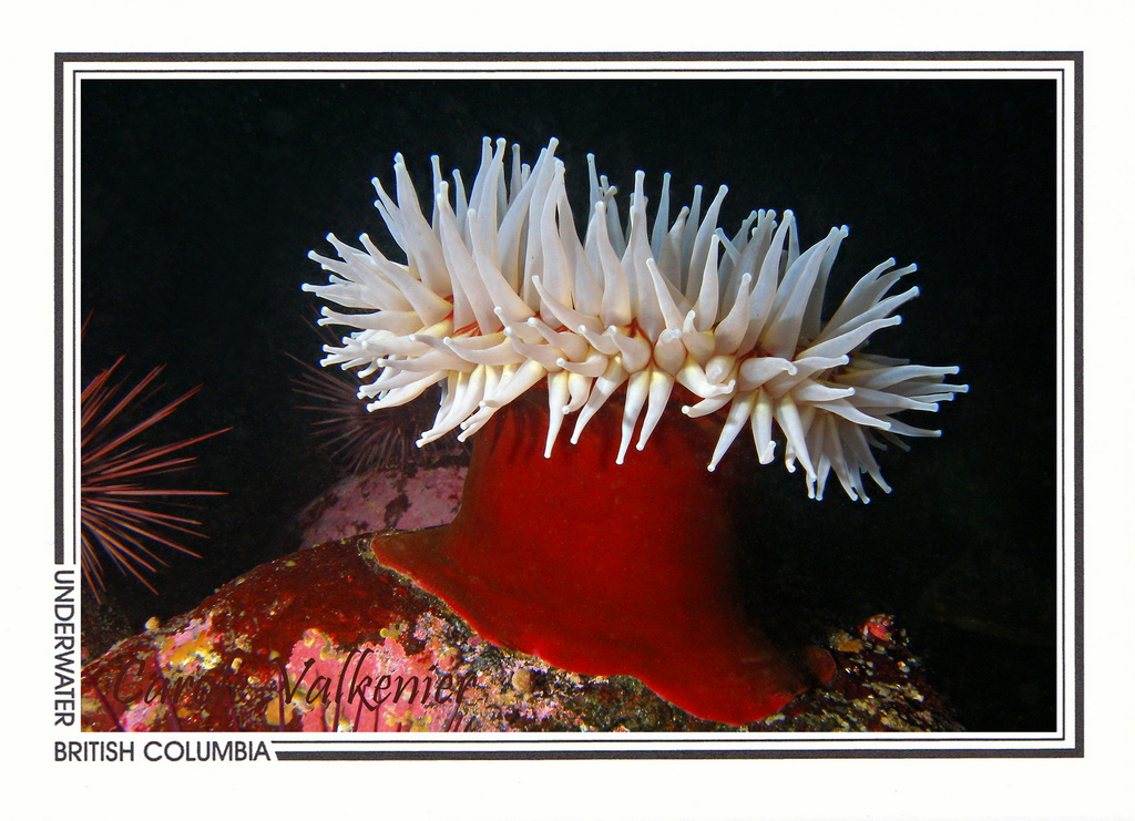 266 Fish-eating anemone (Urticina piscivora), Folger Island, Barkley Sound