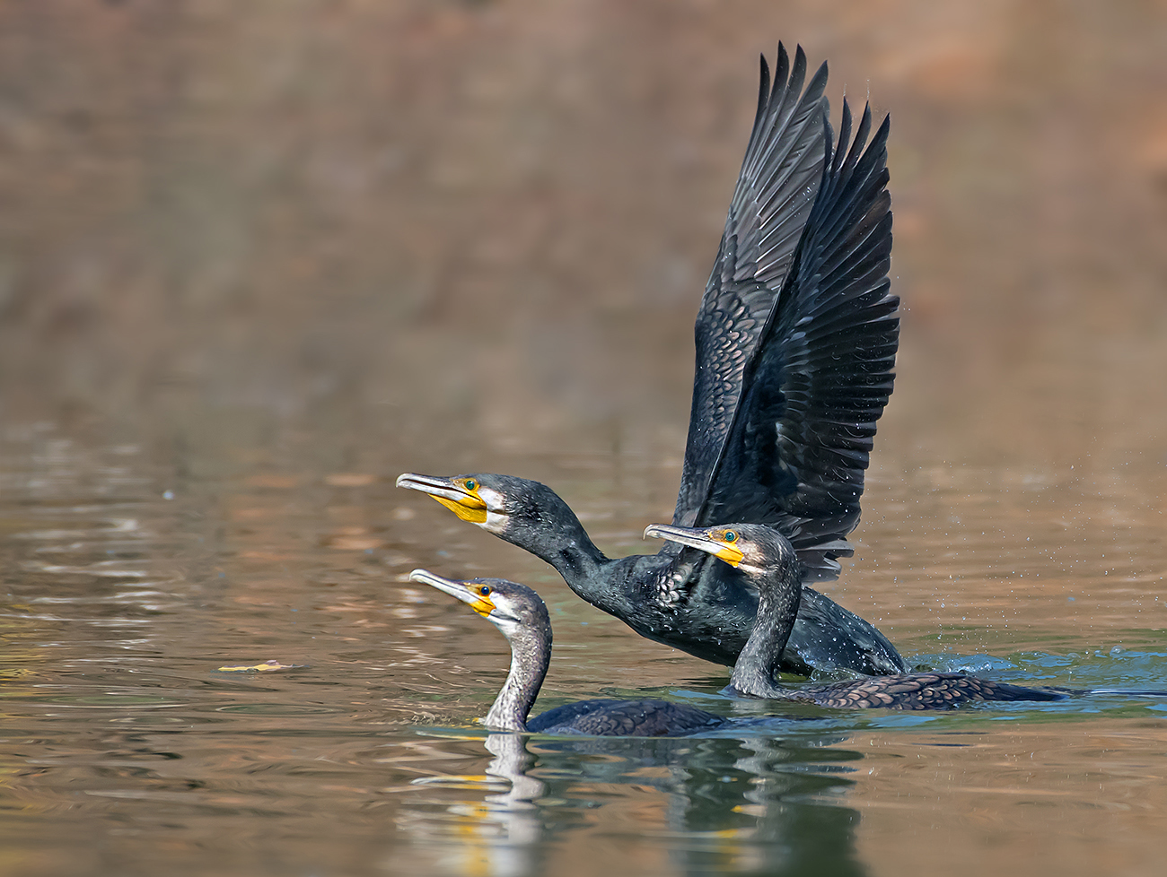 Cormorant.