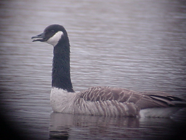 Cackling Goose