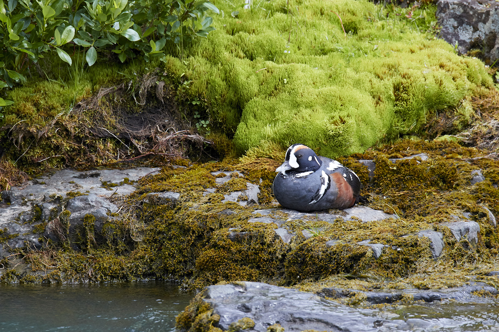Strmand<br/>Harlequin Duck<br/>Histrionicus histrionicus