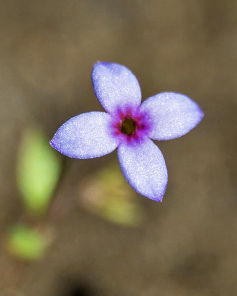 Tiny Bluet 2