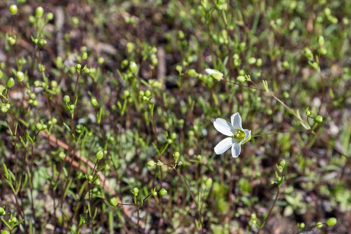 Appalachian Stitchwort 1