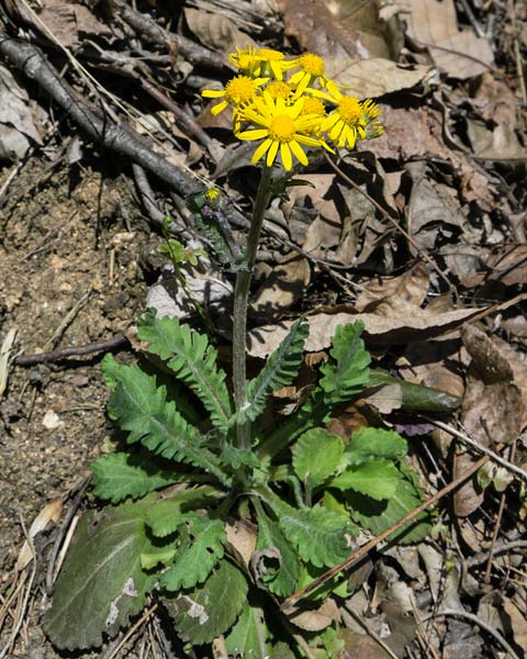 Roundleaf Ragwort 1