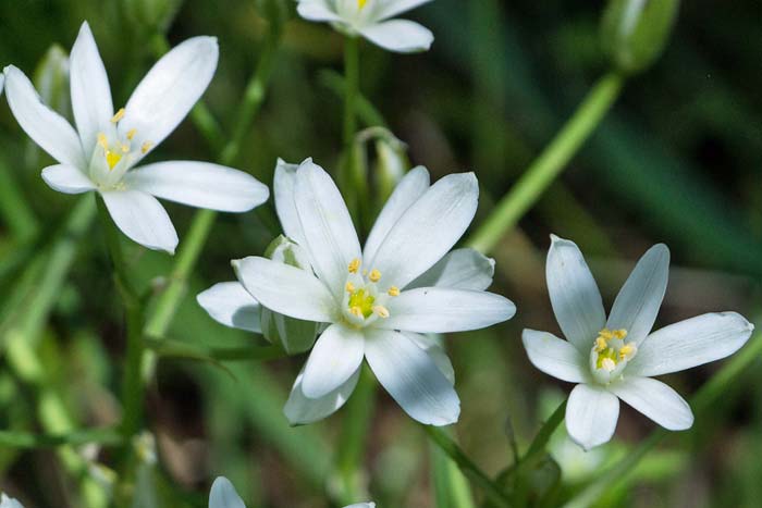 Star of Bethlehem 2