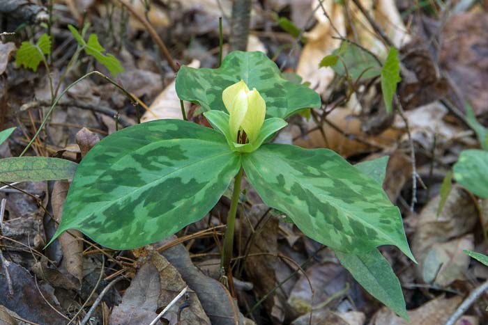 Pale Yellow Trillium 1