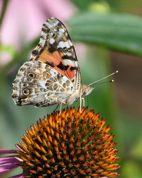 Painted Lady 3