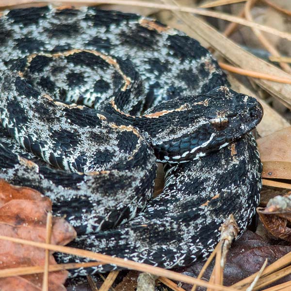 Pygmy Rattlesnake