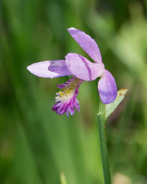 Rose Pogonia