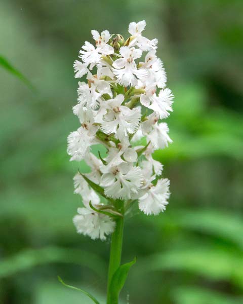 Small Purple Fringed Orchid - white variety
