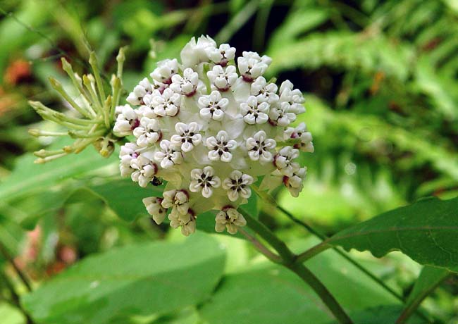 Redring Milkweed 1