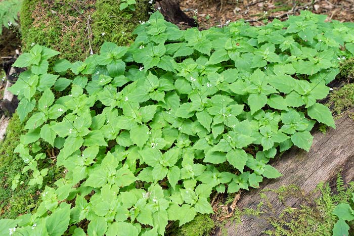 Alpine Enchanters Nightshade