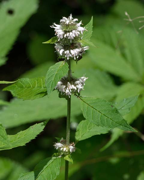 Hairy Wood Mint 1