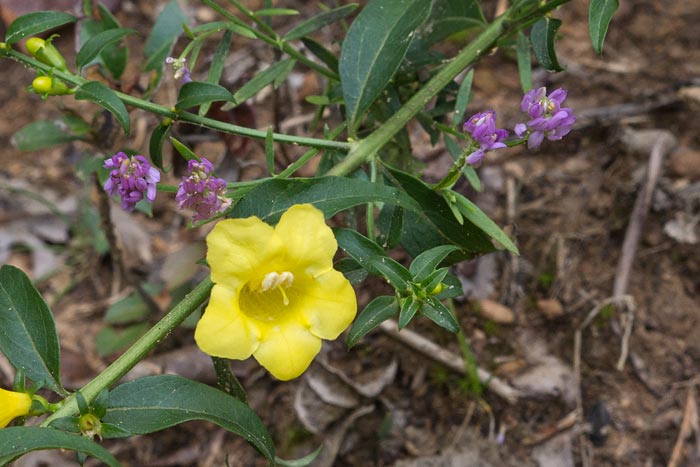 Downy Yellow False Foxglove