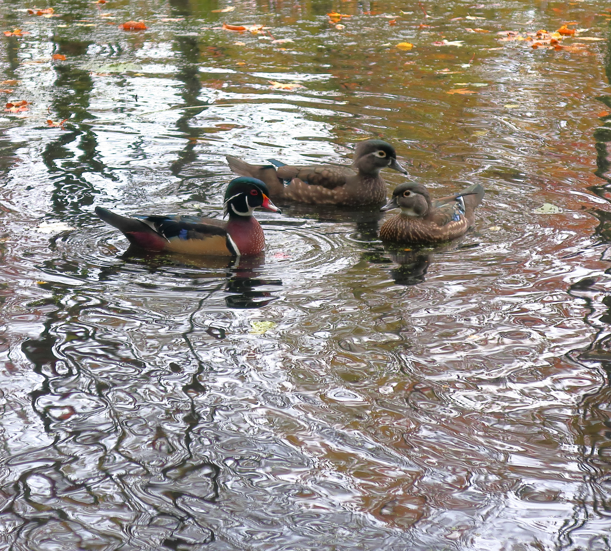 IMG_2398.JPG
