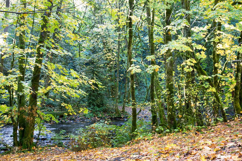 20171017_Gold Stream_0122.jpg