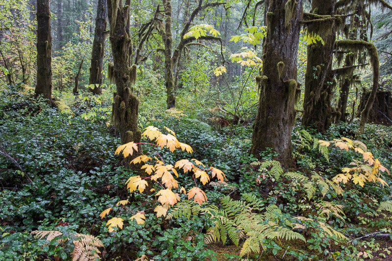 20171018_Stamp Falls_0005.jpg