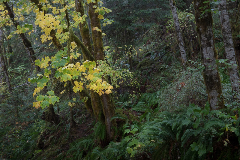 20171018_Stamp Falls_0032.jpg